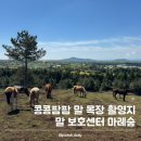 짝꿍테라피 | [제주] 콩콩팜팜 말 목장 촬영지 말 보호센터 마레숲 홀스테라피 방문후기