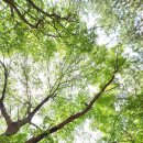 공작산생태숲 이미지