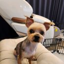 깡아지미용실 이미지