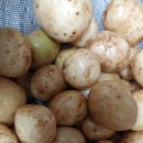 감자 삶는법 찜기 감자 맛있게 삶는법 감자삶는방법 이미지