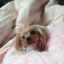 러블리 몽몽 이미지