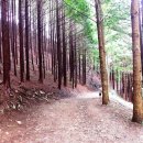 상관 공기마을 편백숲 이미지