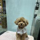 야옹아 멍멍해봐(미용) 네이버블로그