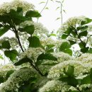 들꽃세상 이미지