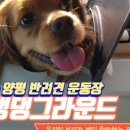 댕댕그라운드 이미지