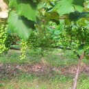 동강캐슬 이미지