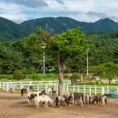 포니랜드 이미지