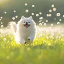 꿈의 애견미용 이미지