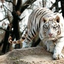 용이랑 백호랑 이미지