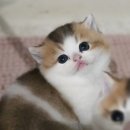 핑크젤리캐터리 이미지