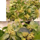 당쟁이로 이미지