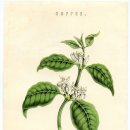 보태니컬 일러스트 이미지