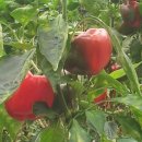 창렬농장 이미지