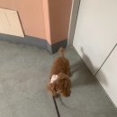 삼학로 16번길 | 몽이 한살 HBD🥳🐶