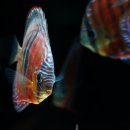 레드 카타나 디스커스 2.5G(Red Catana Discus 2.5G) 이미지