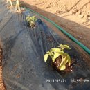 소용농장 이미지