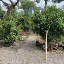 루이스테이 이미지