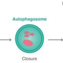 Re: Mechanisms of neuronal homeostasis: autophagy in the axon 이미지