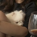 메리도그하우스 이미지