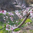 태수농장 이미지