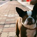 천안모아동물병원 이미지