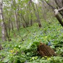 수정화원 이미지