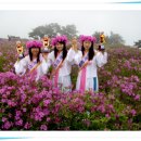 전남 장흥 제암산 철쭉꽃축제[2008.5.1 ~ 5.15] 이미지