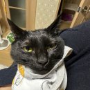 요술펫 | 고양이 집사 필수템! 쿠팡 접착 요술담요 솔직 후기