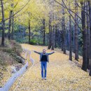 은행나무숲 입구 이미지