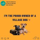 마을 개(Village Dog)은 무엇입니까? 이미지