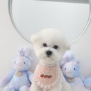 섬댕 강아지 미용실 이미지