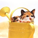 개와고양이 이미지