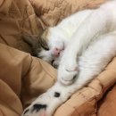 뉴톤보청기 수원지사 이미지