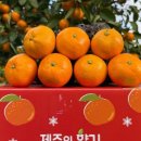 귤스데이