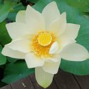 미추홀공원 다례원 이미지