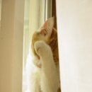 고양이세수 Daum카페