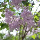 늦게 피는 꽃 이미지