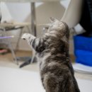 강아지 고양이 미끄럼방지 매트 추천 디팡고양이매트 7mm 사용 후기