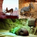 흰털바위광장 | 영등포 타임스퀘어 주렁주렁 SONY SEL24105G 렌즈 촬영 후기 - 서울 실내 동물원 아이랑 함께 먹이 체험!