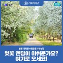 서울대학교 농업생명과학대학 실험목장 | [기회기자단] 벚꽃 엔딩이 아쉬운가요? 여기로 오세요!