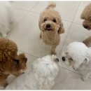 일산애견호텔 강아지유치원 맘바이일산점 이미지