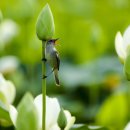 관음포연꽃마을협동조합 이미지