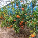 정낭 민박 이미지