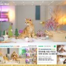 힐링캐터리 이미지