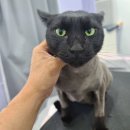 아꼬운냥 이미지