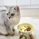 홀릭캣 | 영양가득 주식캔 ; 아카나 캣 청크 급여후기