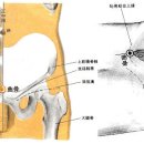 곡골혈CV2 곡골(曲骨, 1개 혈) 足厥陰肝經與任脈之會穴. 이미지