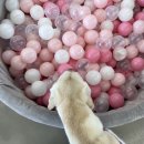 허니퍼피 | 룽지의 소풍 일기- 운동장이 넓은 김포 레드퍼피카페