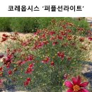 [마감] 숙근코스모스 "퍼플선라이트" 이미지