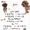 바나개 애견유치원 호텔 이미지